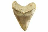 Serrated, Fossil Megalodon Tooth - Indonesia #279199-2